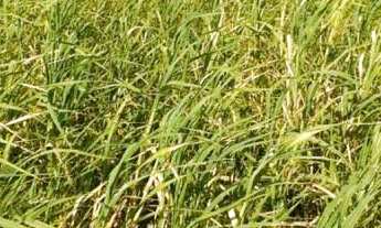 Imagem 6: Fazenda na beira do Rio São Francisco