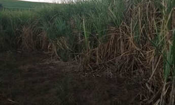 Imagem: Venda Ou Permuta Fazenda Região de Restinga/SP