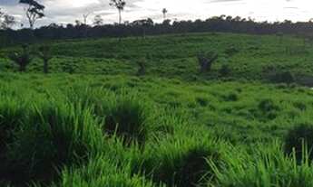Imagem 3: Fazenda com 900 hectares em São Luiz do Anaua, a 10 km da cidade