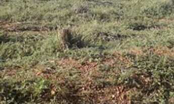 Imagem 7: 231 Alqs Região de Safra e Safrinha Ótima em Tudo Vale do AraguaiaTO