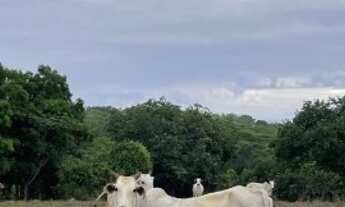 Imagem 2: Fazenda de 77 alqueires (373 hectares) em São Miguel do Araguaia - GO