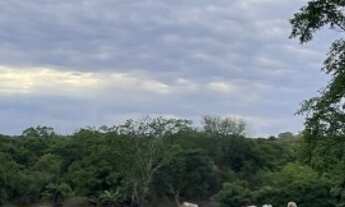Imagem 6: Fazenda de 77 alqueires (373 hectares) em São Miguel do Araguaia - GO