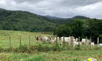 Imagem 6: Fazenda à Venda na Bahia | Fazenda de Pecuária e Cacau no Sul da Bahia