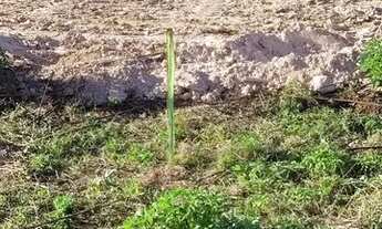 Imagem 4: Lote 26 de setembro 45 mil