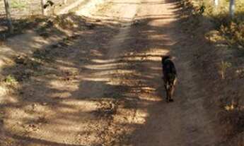 Imagem 4: Chácara Chácara com venda por R$230.000