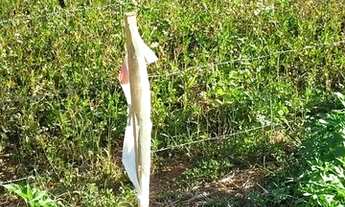 Imagem 2: Lote 26 de setembro 45 mil