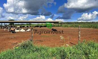 Imagem 4: Fazenda no Município de Vianópolis - GO