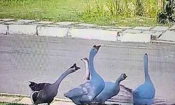 Imagem 6: Excelente Casa 04 suítes condomínio Busca Vida Bahia