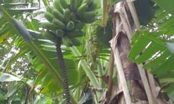 Imagem 6: 100% legalizado próximo do centro, 450m2, aceito oferta..