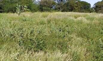 Imagem 4: Fazenda na beira do Rio São Francisco