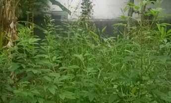 Imagem 3: Lote/Terreno para venda possui 500 metros quadrados em Parque Mandaqui - São Paulo - SP