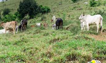 Imagem 5: Fazenda à Venda na Bahia | Fazenda de Pecuária e Cacau no Sul da Bahia
