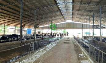 Imagem 6: Fazenda no Município de Vianópolis - GO