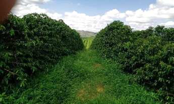 Imagem 5: Fazenda de Café em Guapé MG - Dim