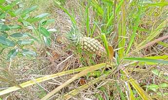 Imagem 5: Terra pelo crédito fundiário