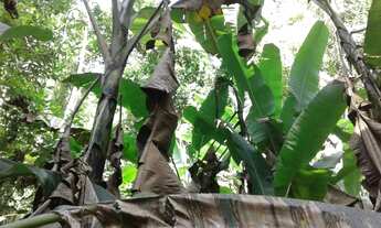 Imagem 3: Sitio tipo fazendinha com 111.000 mil m2