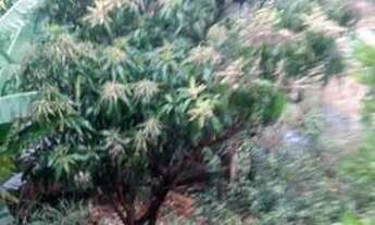 Imagem 2: Casa Casa com 2 dormitórios