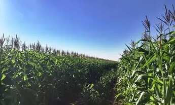 Imagem 5: Fazenda Florestópolis 425 Alqueiro 2 mil saca de soja por alqueiro