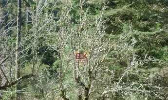 Imagem 7: Casa com 3 dormitórios à venda, 236 m², área de 9.565 m2 por R$ 2.450.000 - Rancho Alegre