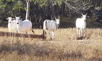 Imagem 6: ESTRUTURA PARA PECUÁRIA!!!AGUA DE NASCENTE!!!90% PASTAGEM!!! 35 KM DO AEROPORTO!!!