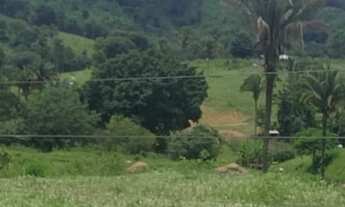 Imagem 3: Oportunidade! Vende-se uma excelente fazenda de 110 Alqueires