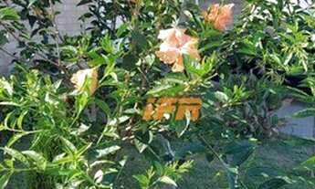 Imagem 7: Sobrado com 2 dormitórios à venda, 320 m² por R$ 770.000,00 - Vale das Flores - Tremembé/S