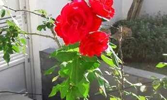 Imagem 3: São Paulo - Casa Padrão - Vila Formosa