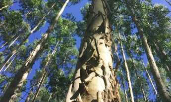 Imagem 5: Sitio 67 Alqueires Ribeirão Branco próximo a Itapeva - SP