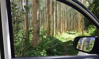 Imagem 6: Sitio 67 Alqueires Ribeirão Branco próximo a Itapeva - SP