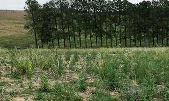 Imagem 2: Lote/Terreno para venda tem 500 metros quadrados em Centro - Cotia - SP