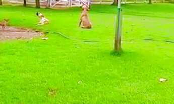 Imagem 6: Fazenda de 117 alqueires em Santa Cruz de Goiás