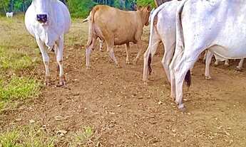 Imagem 3: Fazenda de 117 alqueires em Santa Cruz de Goiás