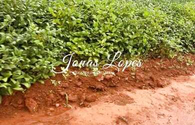 Imagem 4: FAZENDA NO MATO GROSSO CANARANA MT<br>ÁREA DE 1034 HECTARES