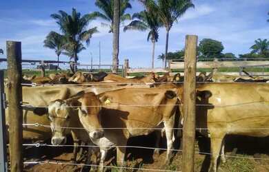 Imagem 4: Fazenda em Guaraí