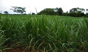 Imagem 3: Fazenda em santa cruz da esperança 51 alqueires 12.000.000.00