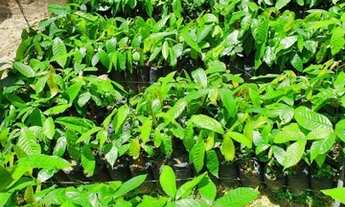 Imagem 2: Fazenda 250 ha em Itapitanga -Ba