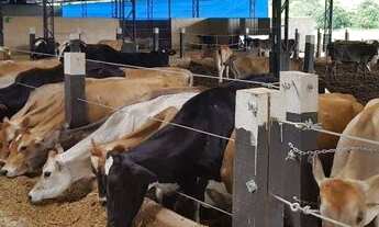 Imagem 7: Fazenda com 3 dormitórios à venda, 75000 m² por R$ 5.200.000,00 - Zona Rural - São Gonçalo