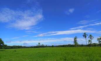 Imagem 4: Fazenda 25 alqueires Plana ( Willian Ricardo