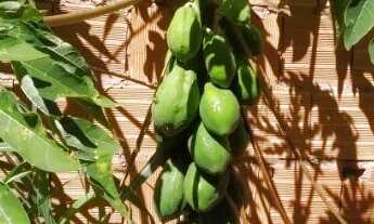 Imagem 2: Lote 270 m² Sobradinho 70.000