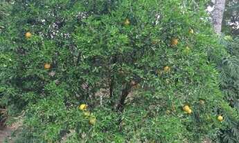 Imagem 5: Sítio à venda, 6 quartos, 3 suítes, 6 vagas, Florença - Esmeralda/MG