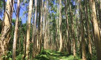 Imagem 2: Sitio 67 Alqueires Ribeirão Branco próximo a Itapeva - SP