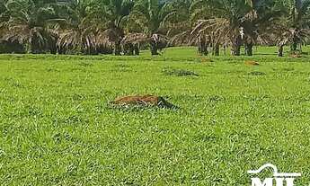Imagem 3: Fazenda 32 Alqueire (154 Há) Jaraguá - GO