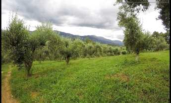 Imagem 5: FAZENDA PORTEIRA FECHADA, PRODUZINDO AZEITE/OVOS CAIPIRAS DELFIM MOREIRA - MG
