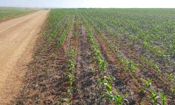 Imagem: Fazenda em lagamar 280 hectares 16.000.000.00