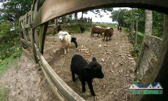 Imagem 2: Velleda oferece belo sítio 27,4hectares em Viamão, com casa, galpão e açude, completa!