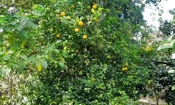 Imagem 5: CHÁCARA A VENDA EM CERQUILHO