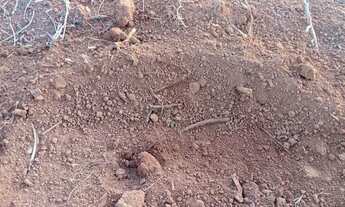 Imagem 6: Fazenda à venda, 3 quartos, Gurupi - Gurupi/TO