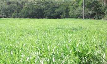 Imagem 5: Lindo baixadão de 4.5 ha, as margens do rio. Jaboticatubas (Temos varias opções)