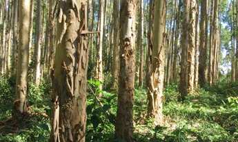 Imagem 4: Sitio 67 Alqueires Ribeirão Branco próximo a Itapeva - SP