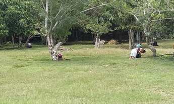 Imagem 3: Chácara BR 174 Chácara com venda por R$350.000